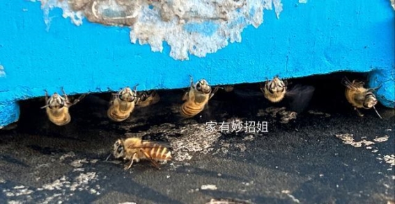 把蜂蜜瓶子倒过来，立马清楚蜂蜜真假，看完以后别再乱买了！