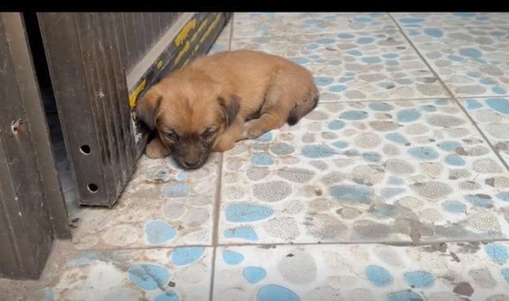 田园犬：家庭守护者的天生使命