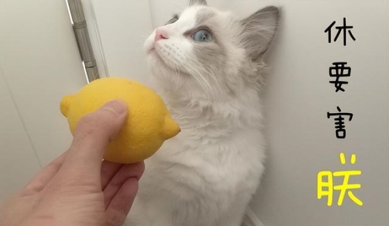 正确教育猫咪：说不得的4种惩罚方式