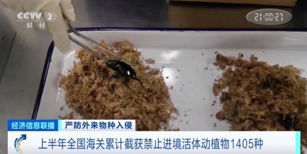 多地已截获外来入侵物种！官方将重点打击