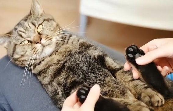 室内圈养狸花猫：主人的爱与责任