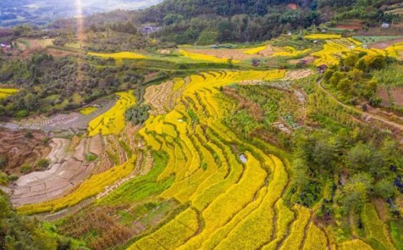 秋日腾冲：探索金色丰收季的旅行指南