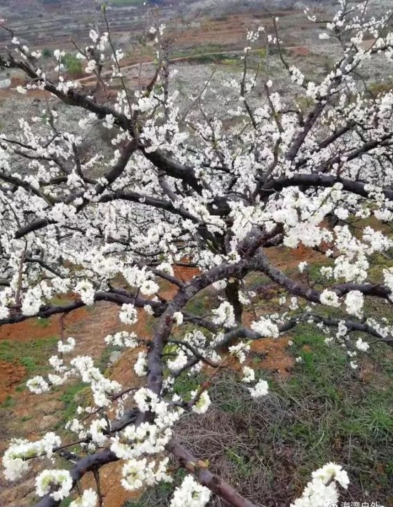 四堡镇李花文化节：春风拂面，雪如花海