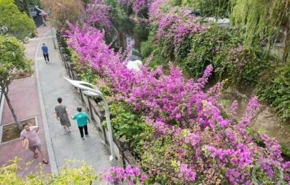 三角梅绽放的秋日河畔：垫江县城市景观的美丽蜕变