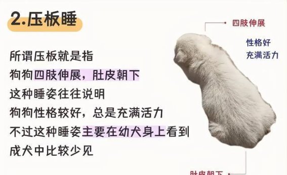 揭秘！狗狗睡姿背后的性格密码