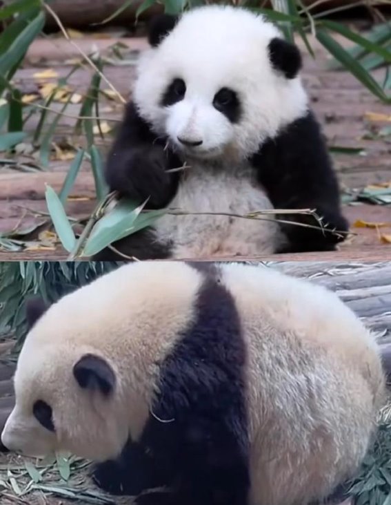 大熊猫：胖胖可爱的国宝