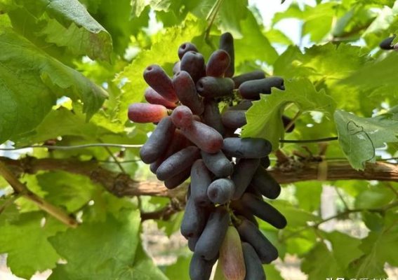 天然无籽、脆甜无渣！广饶蓝宝石”葡萄丰收啦！