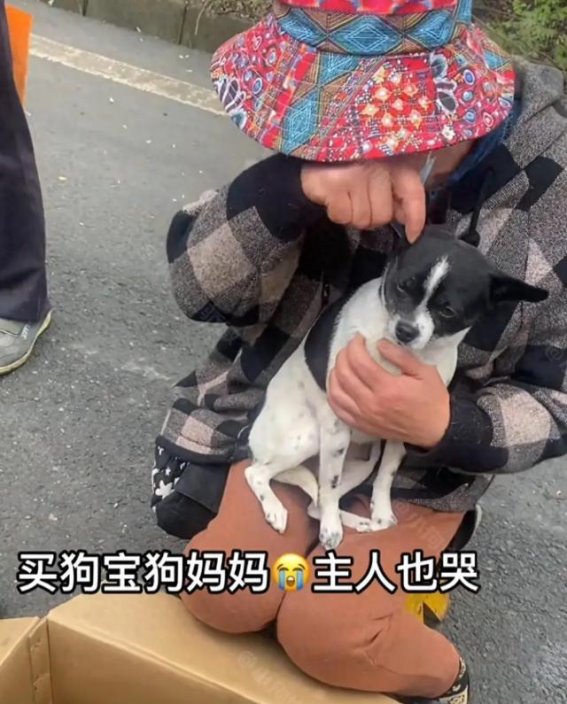 深夜街边的温情：阿姨、狗妈妈与无奈的交叠