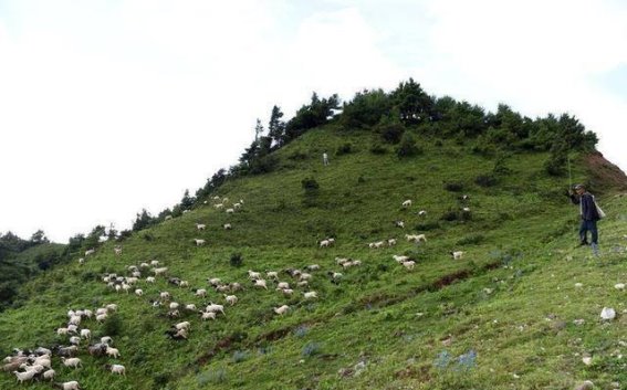 巍山高山牧场：人与自然的和谐共生