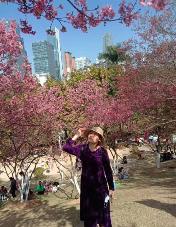 春光融樱，南宁石门樱花园的一日游