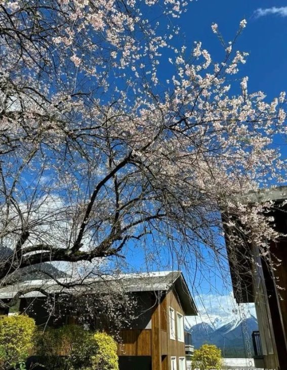 西藏林芝桃花沟的春日画卷