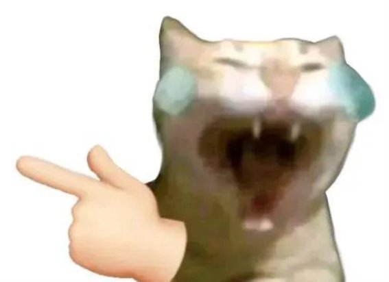 2024上半年十大最受欢迎的网红猫排名揭晓！