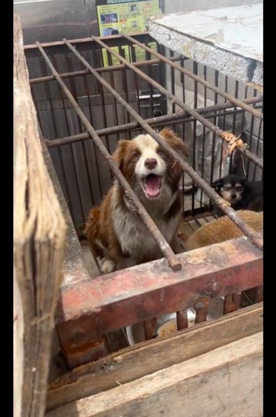 小心狗狗走丢！女生连找几天终找到，狗狗拼命求救嗓子都哑了