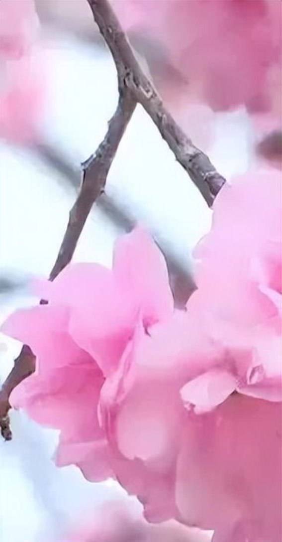 穿金路的樱花盛开，浪漫满溢的春日昆明