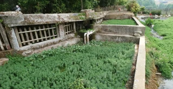元阳哈尼梯田：生态繁荣展现千年智慧