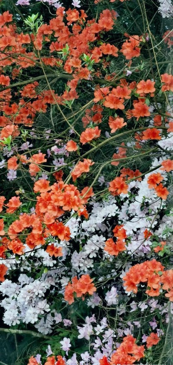 春日踏青赏花，踏上古道探寻春天的故事