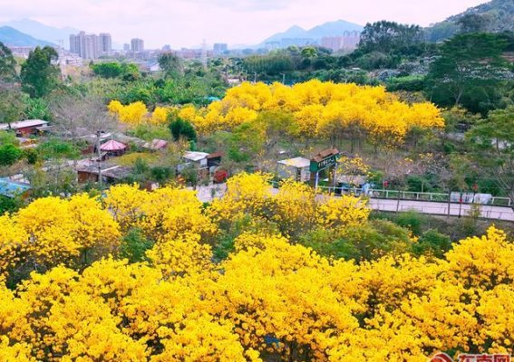 云霄县将军山公园黄花风铃木迎来盛花期