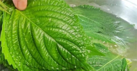 保存紫苏，不要直接放冰箱，用这土方法，一年都能保持如新!